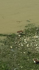 Alopochen aegyptiaca