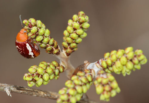 Sumac Flea Beetle photo 3