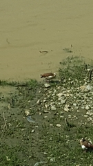 Alopochen aegyptiaca