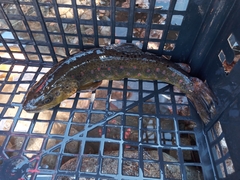 Salmo trutta fario
