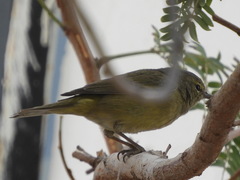 Leiothlypis celata