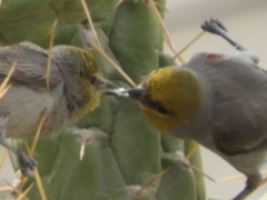 Leiothlypis celata