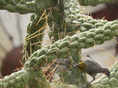 Leiothlypis celata