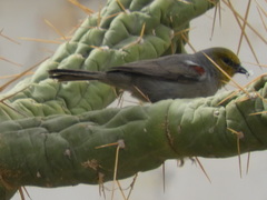 Leiothlypis celata