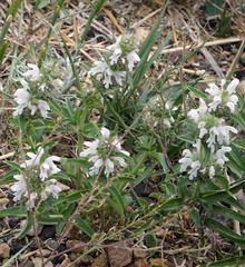 Monarda pectinata