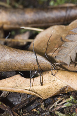 Xylaria filiformis