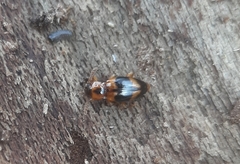 Phymaphora pulchella