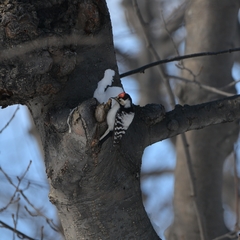 Dryobates minor kamtschatkensis