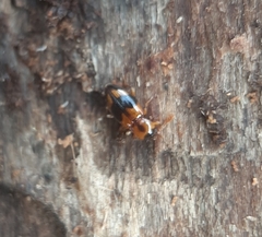 Phymaphora pulchella