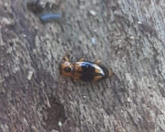 Phymaphora pulchella