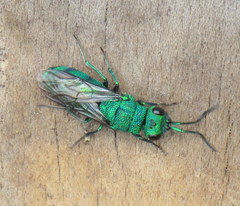 Chrysura