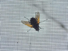 Chetogaster violacea-viridis