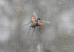 Chetogaster violacea-viridis