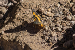 Chlosyne californica