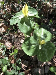 Trillium luteum