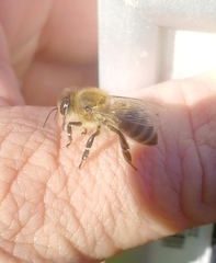 Apis mellifera