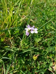 Cardamine pratensis