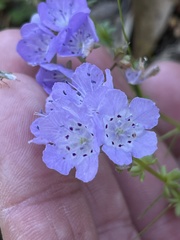 Phacelia hirsuta