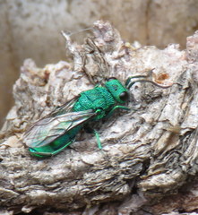 Chrysura