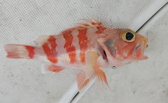 Helicolenus dactylopterus