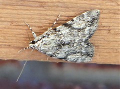 Catocala amica