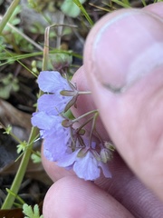 Phacelia hirsuta