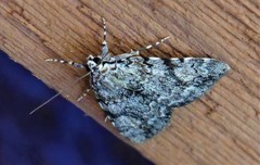 Catocala amica
