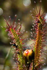 Drosera linearis