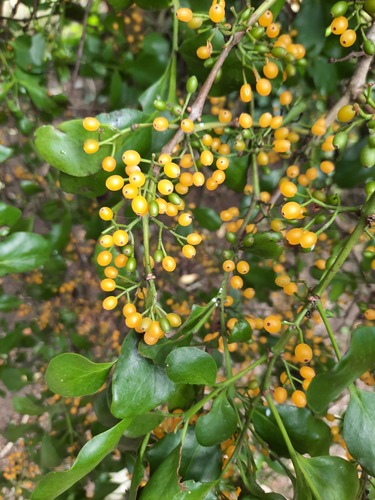 Ileostylus micranthus observed 2022-03-19