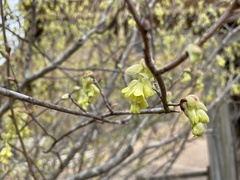 Corylopsis