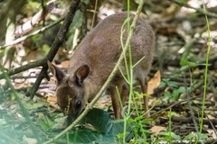 Nesotragus moschatus