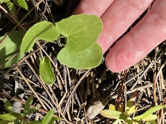 Centella erecta image