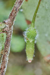 Sphyrospermum buxifolium