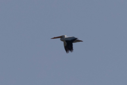 American White Pelican photographed in Alabama