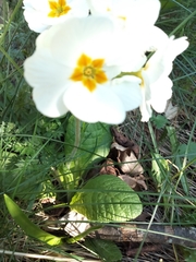 Primula vulgaris