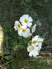 Primula vulgaris