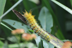 Pseudautomeris grammivora