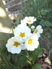 Primula vulgaris