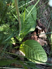 Primula vulgaris