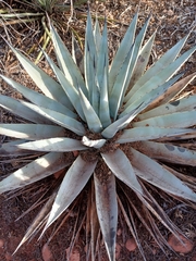 Agave chrysantha