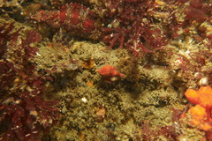 Muricoidea