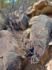 Adromischus maculatus