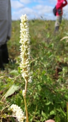 Persicaria acuminata