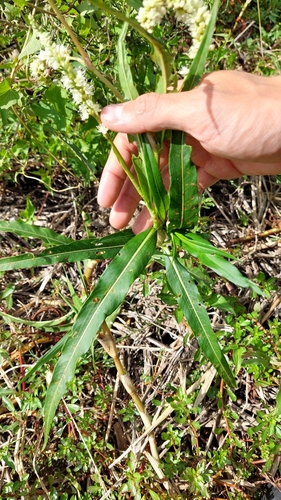 Image of Persicaria acuminata by (c) Tomás Tamagno, some rights reserved (CC BY)