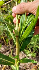 Persicaria acuminata