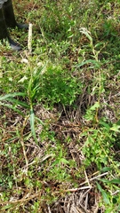 Persicaria acuminata