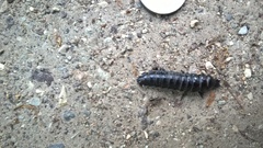 Carabus
