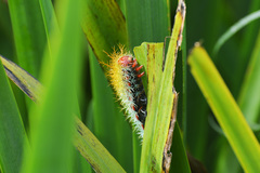 Pseudautomeris grammivora