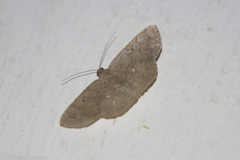 Parilexia cermala
