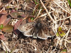 Metaxmeste phrygialis
